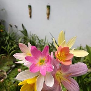 URBAN GARDENS® Rare Mixed Rain Lily Bulbs Mix Zephyranthus Rain Lilies Or Fairy Lilies - Flower Bulbs - 10 Bulbs