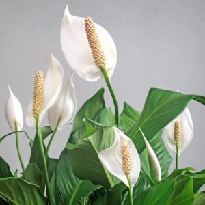 Mallick Greenary Peace lilly - Healthy Live Plant with Polly Pack, Gifting, Bedroom, Kitchen, Garden, Balcony, Air Purifying Plant, Home Décor & Office Desk (Pack of 1)