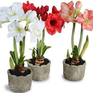 Amary Lilly Flower Plant 2 Bulb Any Three Colour Plant