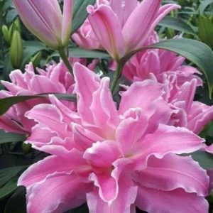 RADHA KRISHNA AGRICULTURE® Oriental Lilly Double Flowering Bulbs | pink shade Oriental Lilly Flower Bulbs for All Season Pot and Home Garden | Pack of 1 Bulbs