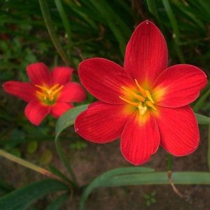 Rain lily Bulbs Red Variety Lilly Bulbs/Live Plant