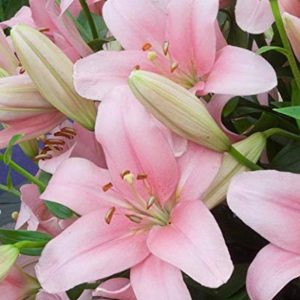 PLANTOGALLERY Asiatic Lily Imported and Hybrid Flower Bulbs Good Germination - Pack of 2 Bulbs (Pink) (PL-0SEED73)